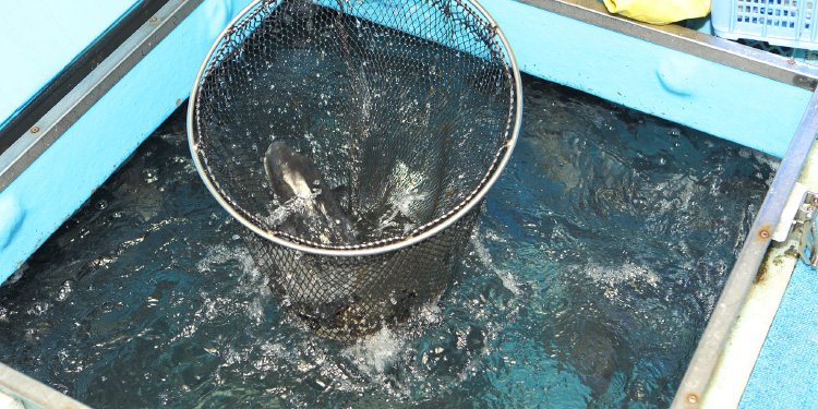 Transported from the production area to the center  in 15 hours while swimming with live fleet carriage so as not to feel torrashi stress. There are craftsmen who carry lively tiger fugu to the store to  provide [the best taste].